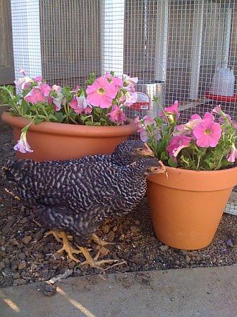 Two Barred Plymouth Rock Pullets